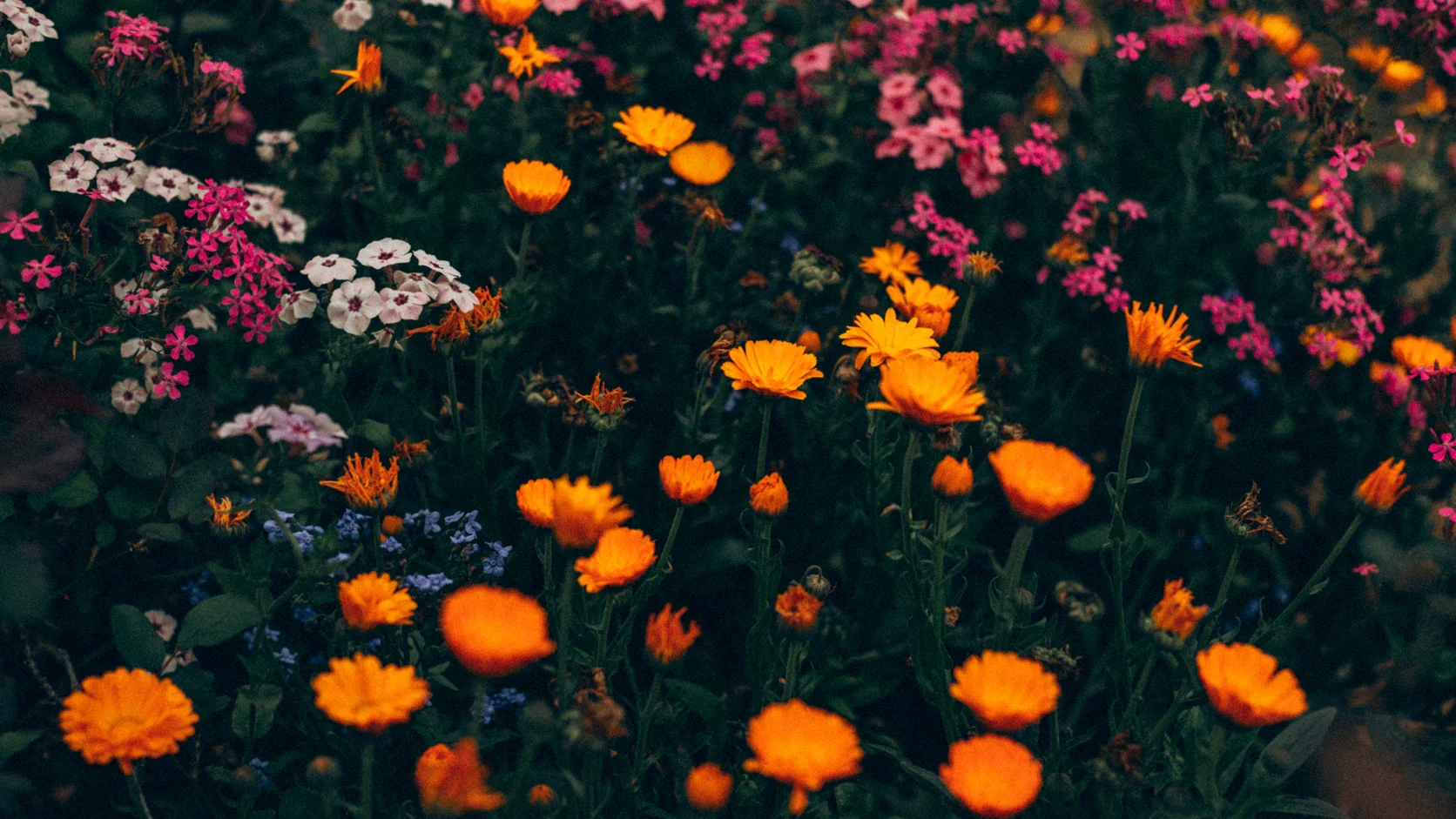 A bed of orange marigolds and pink wildflowers