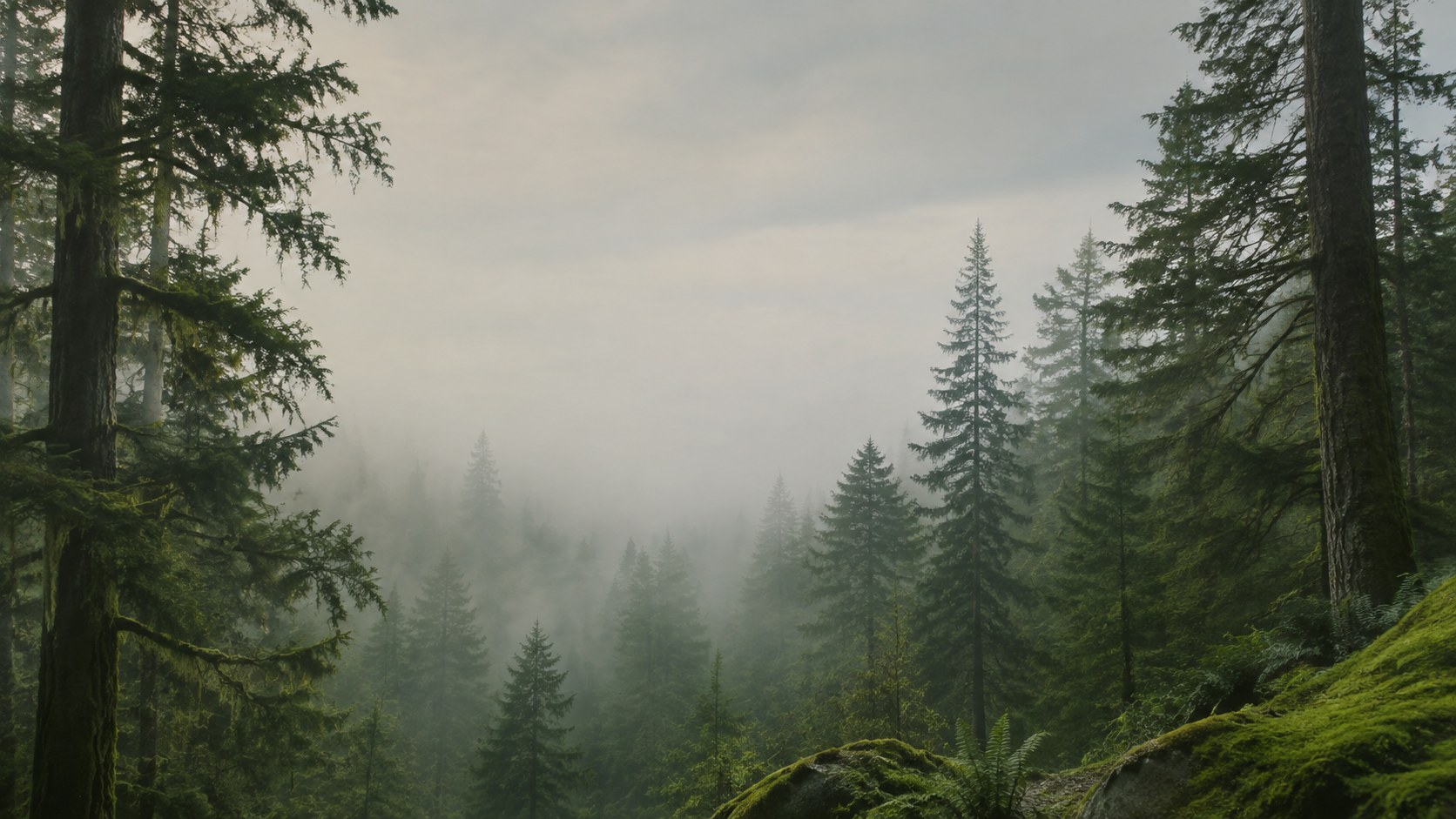 Mist between tall trees