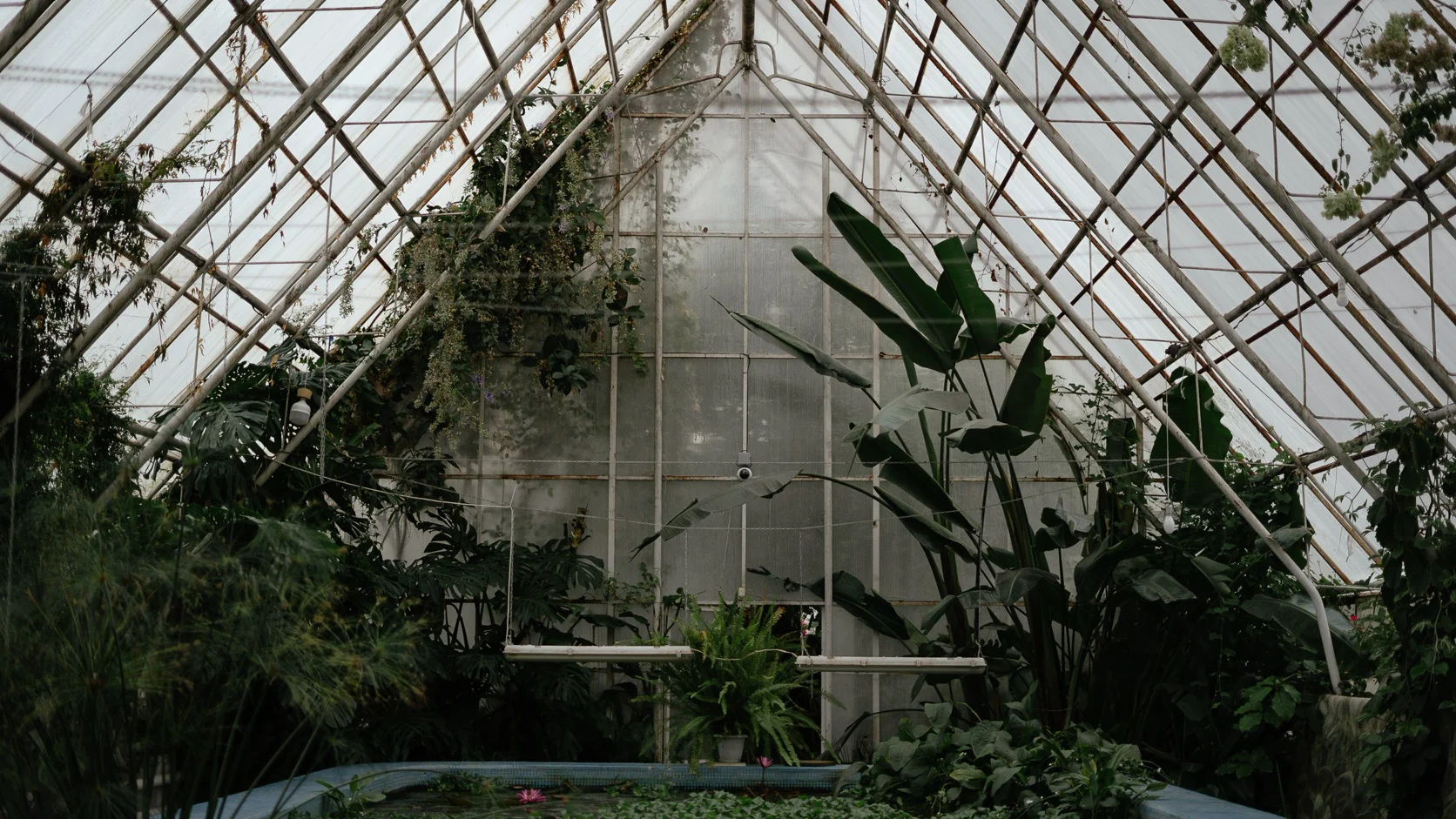 Inside a glasshouse, ferns and palms under the glass roof
