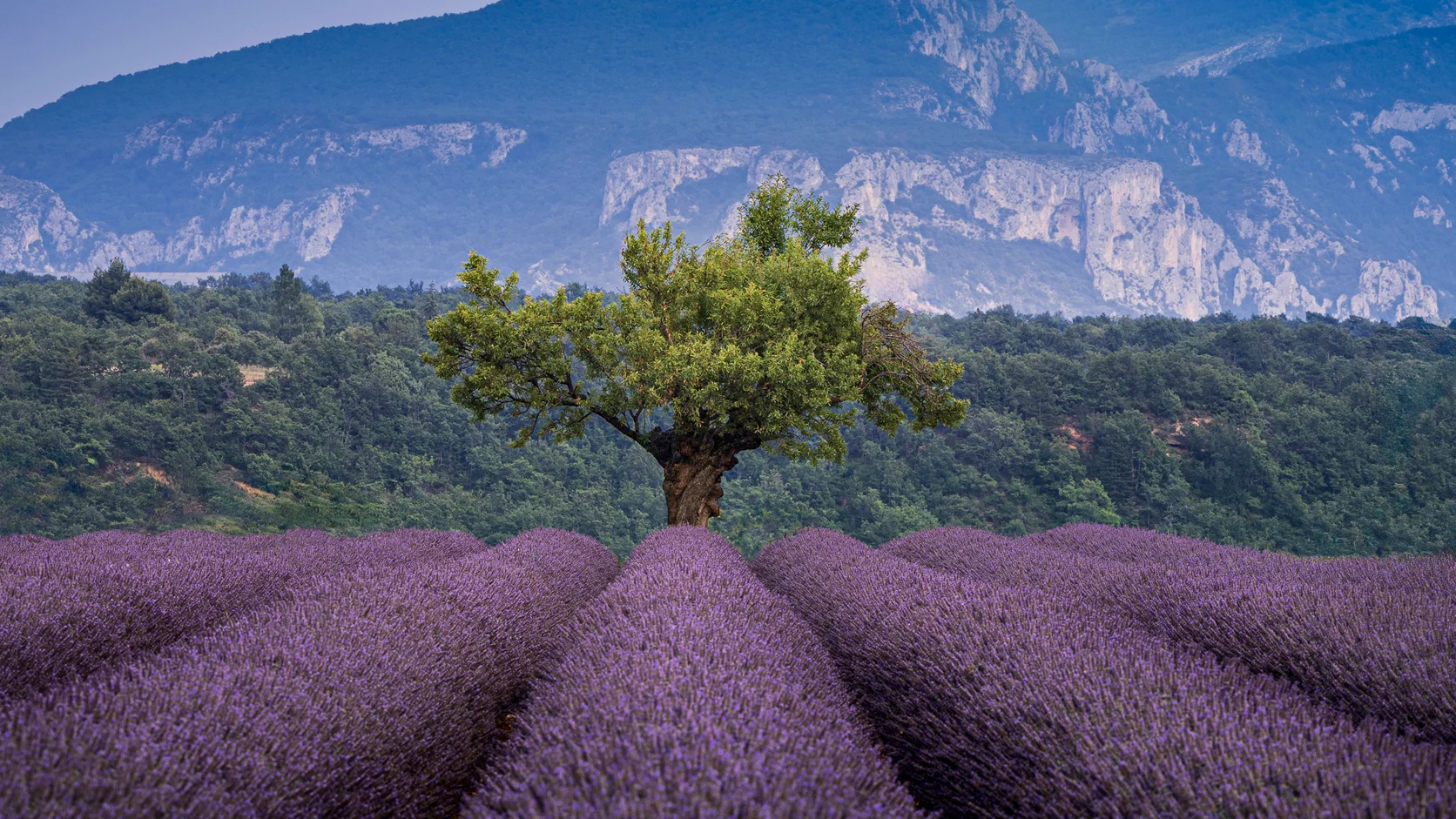 Rows of lavender under a lone tree, pale cliffs behind, Valensole