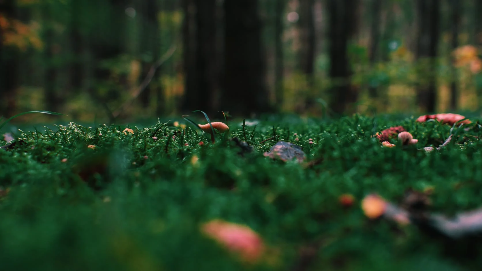 A mossy forest floor
