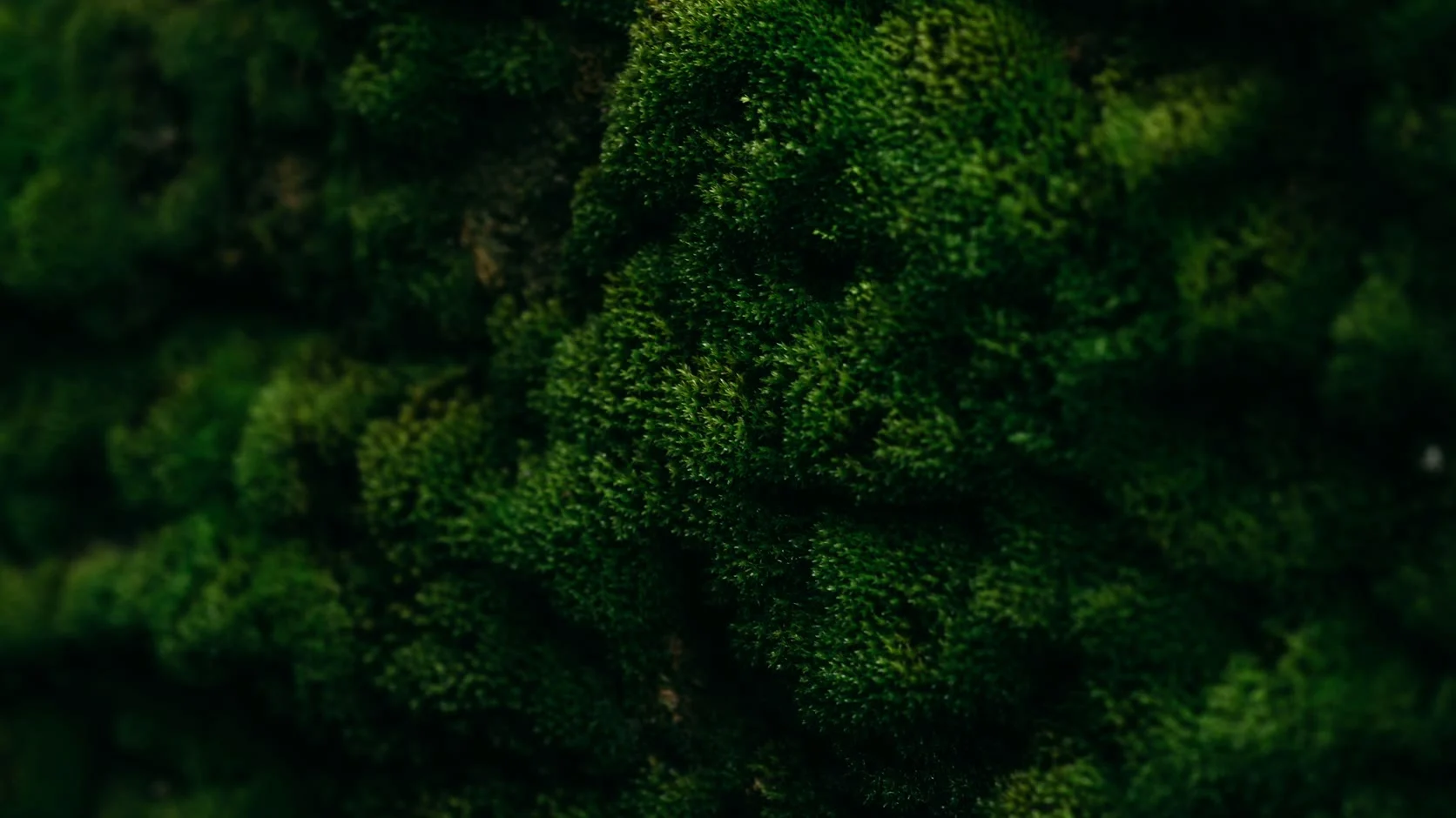 A wall of deep green moss